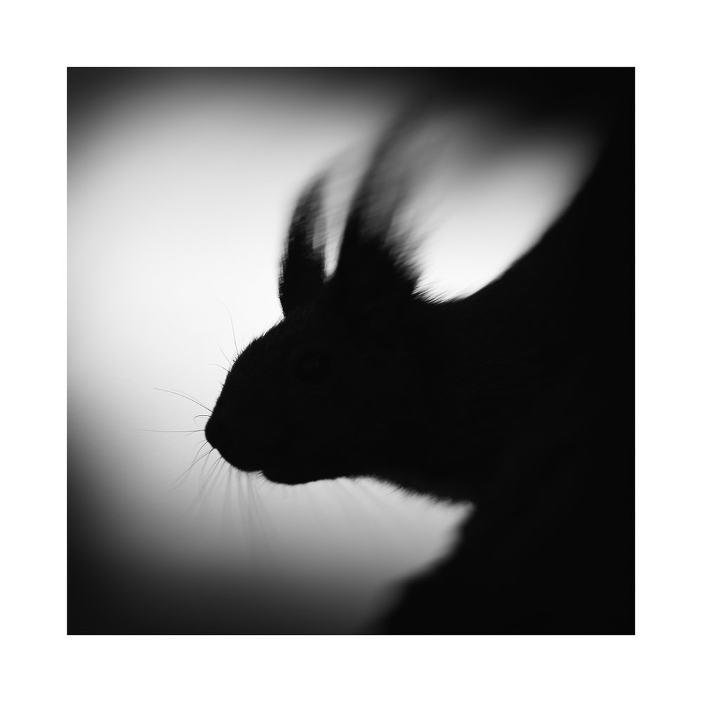 Eichhörnchen